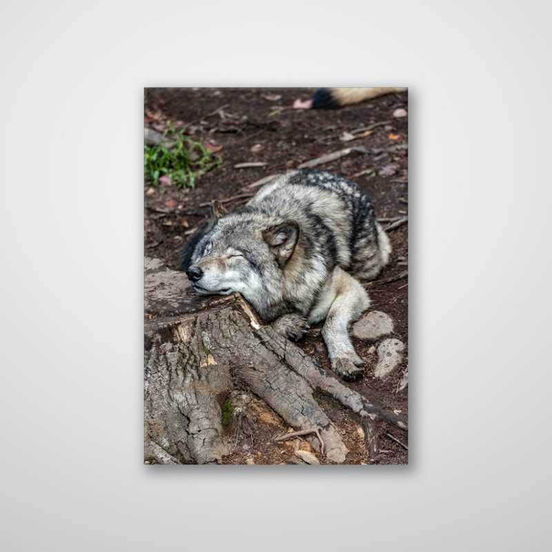 Reproduction d'art mural loup au repos - faune loup, affiche, forêt, art panoramique, chalet rustique, décoration - prédateur sauvage, reproduction d'art - animal mural minimaliste - cadeau nature d'aventure