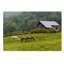 « cheval farm green », reproduction de photo sur toile tendue-634225121