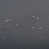 Gris est en rupture de stock