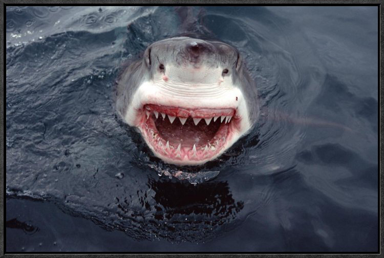 Great White Shark At Surface, South Australia - Single Picture Frame Photograph on Framed Canvas, 16" H x 24" W