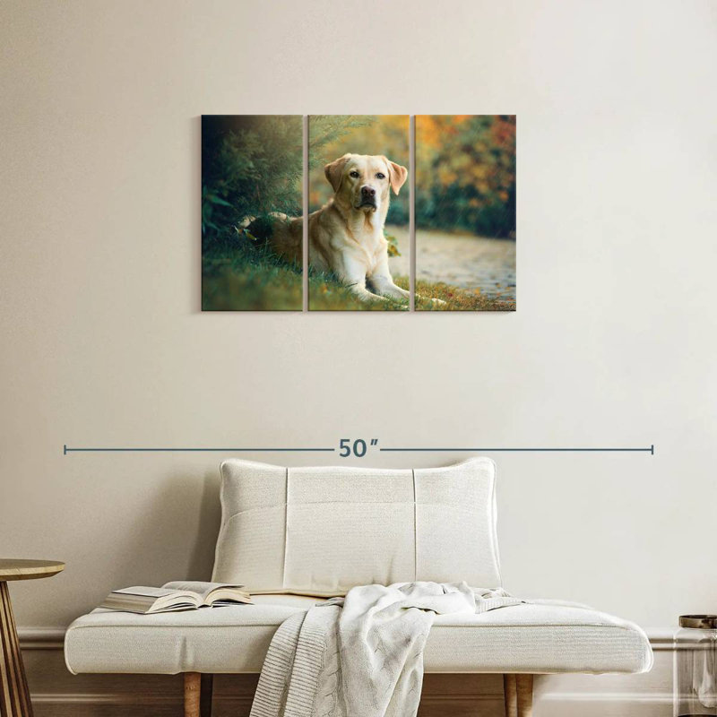 Brampt Labrador Retriever Mix, H 20 po x l 33 po