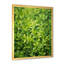 Herbes, thym, passage 1 - Art floral-1778332456-1811615747