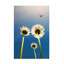 Coccinelle sur toile-1182966120