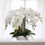 20 "orchidées phalaenopsis blanches dans un pot blanc rond de 10"