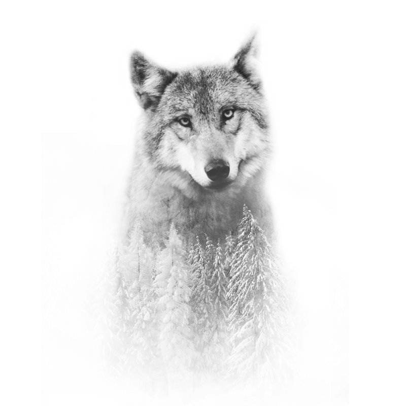 Le loup et la forêt, H 12 po x l 12 po