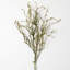 Twig Stem
