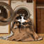  Tapis lavable Treeing Tennessee Brindle Dogs-333751018