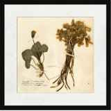 Pressed Botanical 3 Print