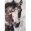 Superbe cheval iv, impression sur toile tendue-74283135-74283134-18921910