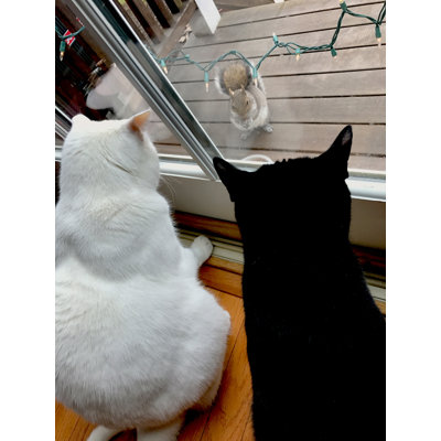 Cat Police