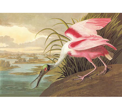 « rosee spoonbill » par john james audubon, reproduction d’art