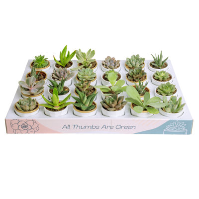 24 Piece Costa Farms Live Mini Succulent Low Maintenance Plant in Ceramic Planter