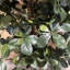 Fire Retardant Artificial Tree 180 cm H Faux Palm Tree Plant in Plastic Pot Liner