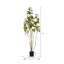 Arbre 4 'Cotinus Coggygria-20583849