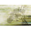 Kelp by Parvez Taj - Wrapped Canvas Print-53102452