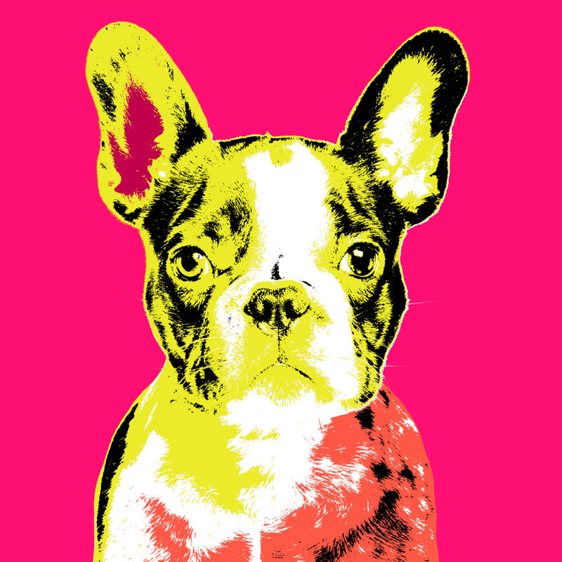 Frenchie VIII Print by Guseul Park, 24" H x 24" W x 1.5" D, Image Brush Gel