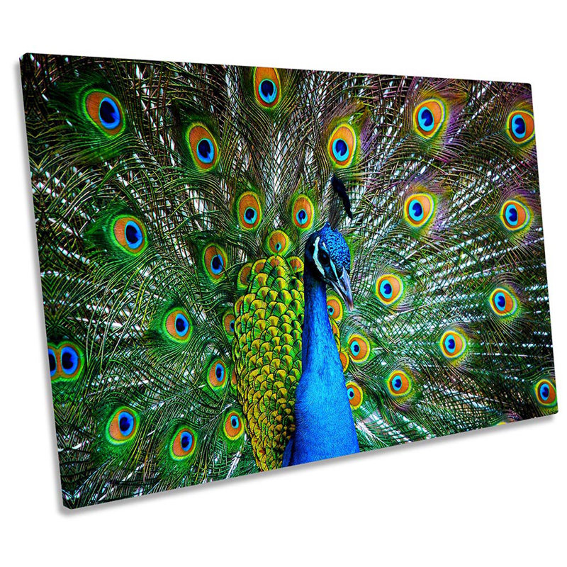 Peacock Bird Feathers - Wrapped Canvas Print, 30.5cm H x 45.7cm W