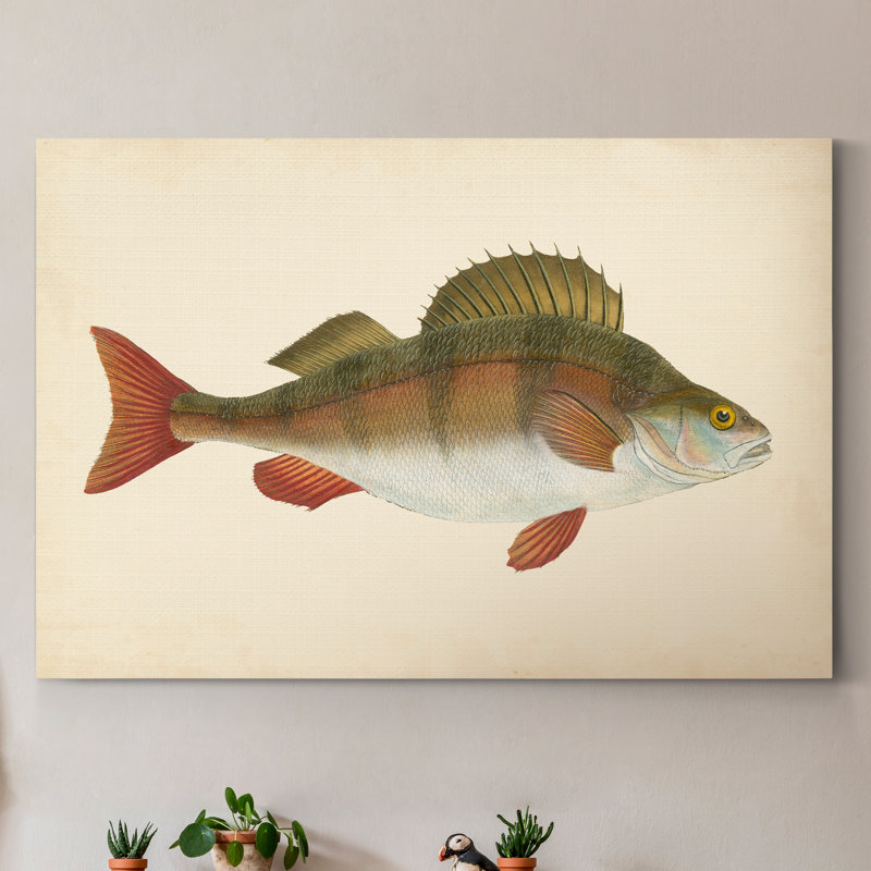 « Donovan antique Fish I », reproduction d’art sur toile, H 48 po x l 32 po x P 1 po