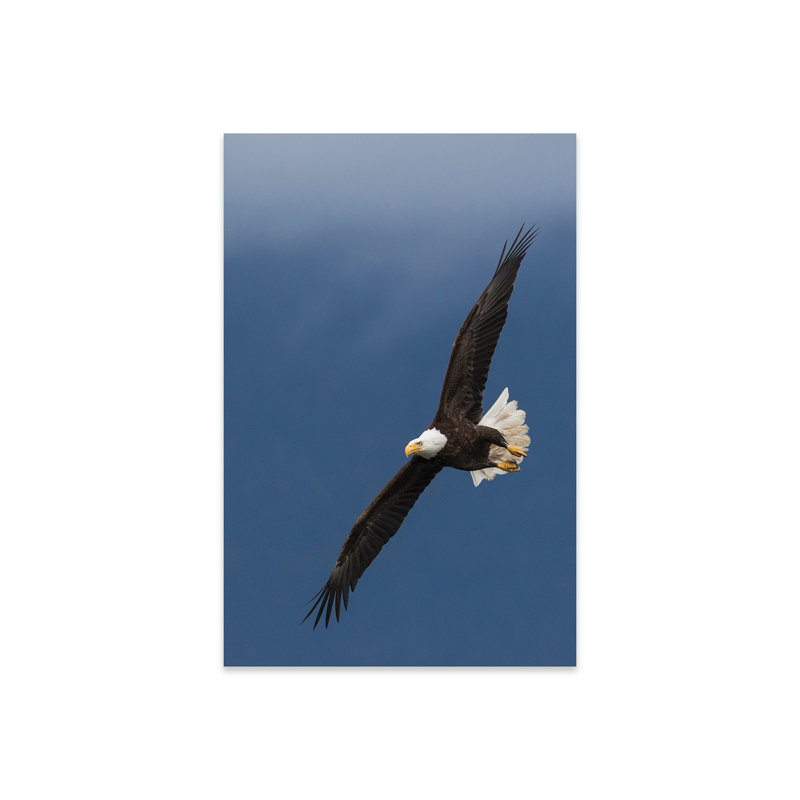 «Bald Eagle Flight I» par Ken Archer