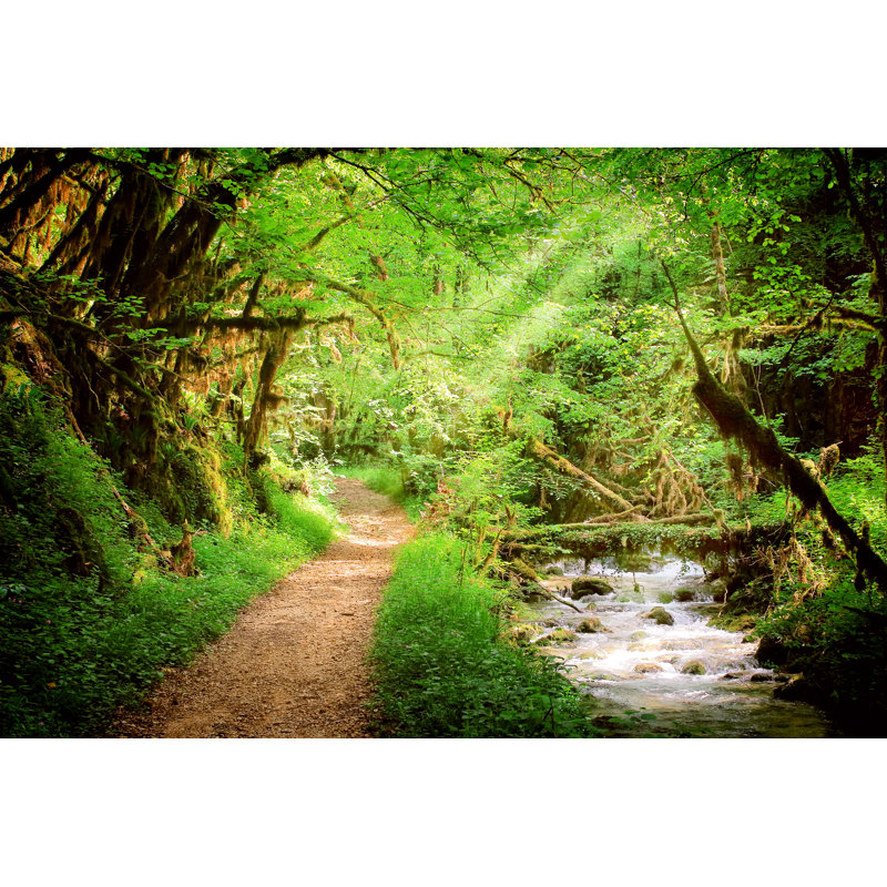 Forest With Wild Stream - Wrapped Canvas Print, 61cm H x 91cm W x 3.8cm D