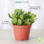 Live Jade Plant