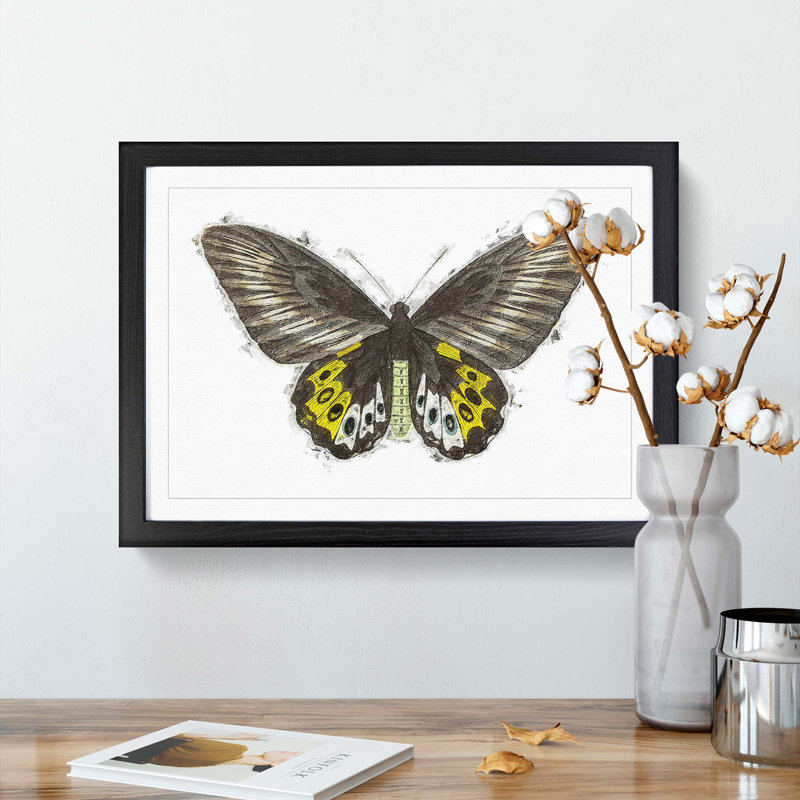 Green Birdwing Butterfly by George Shaw - Framed Print, Black Framed, 48cm H x 65cm W x 2cm D