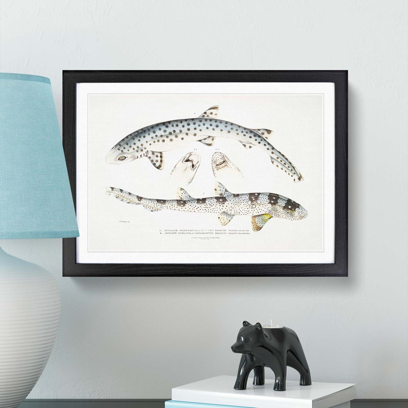 Bearded Sharks by John Edward Gray - Single Picture Frame Print, Black Framed, 24cm H x 33cm W x 2cm D