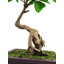 Anlin 50cm Faux Bonsai Tree in Pot