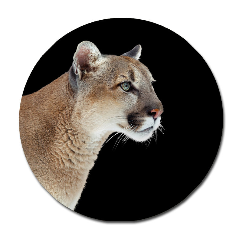 " Puma Profile ", 24" H x 24" W x 2.5" D