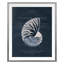 Conchology Nautilus Print by Porter Design