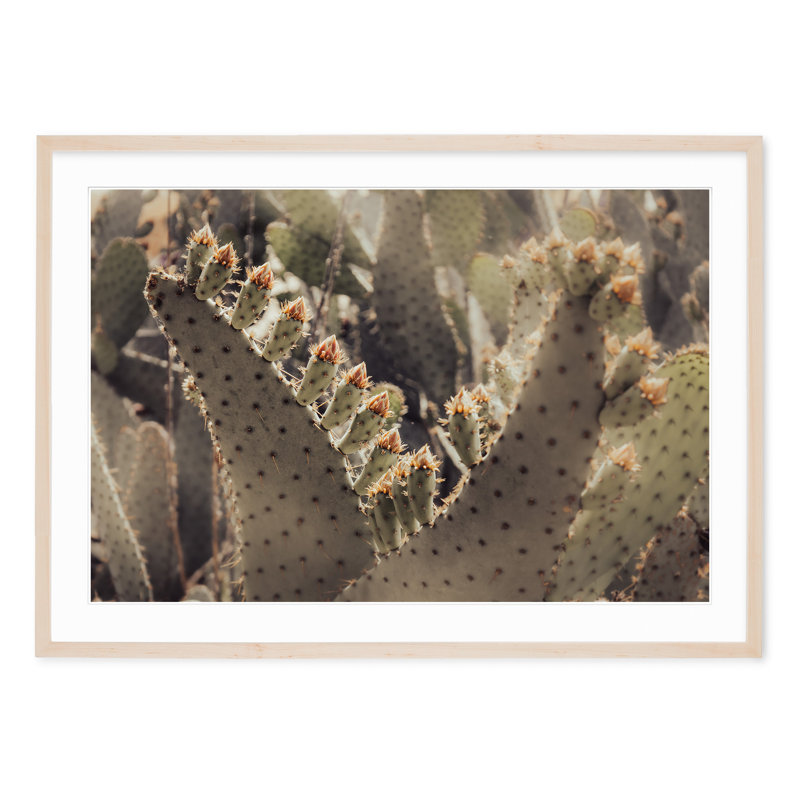 Prickly Pear Blossoms, H 29 po x l 40 po, Noir