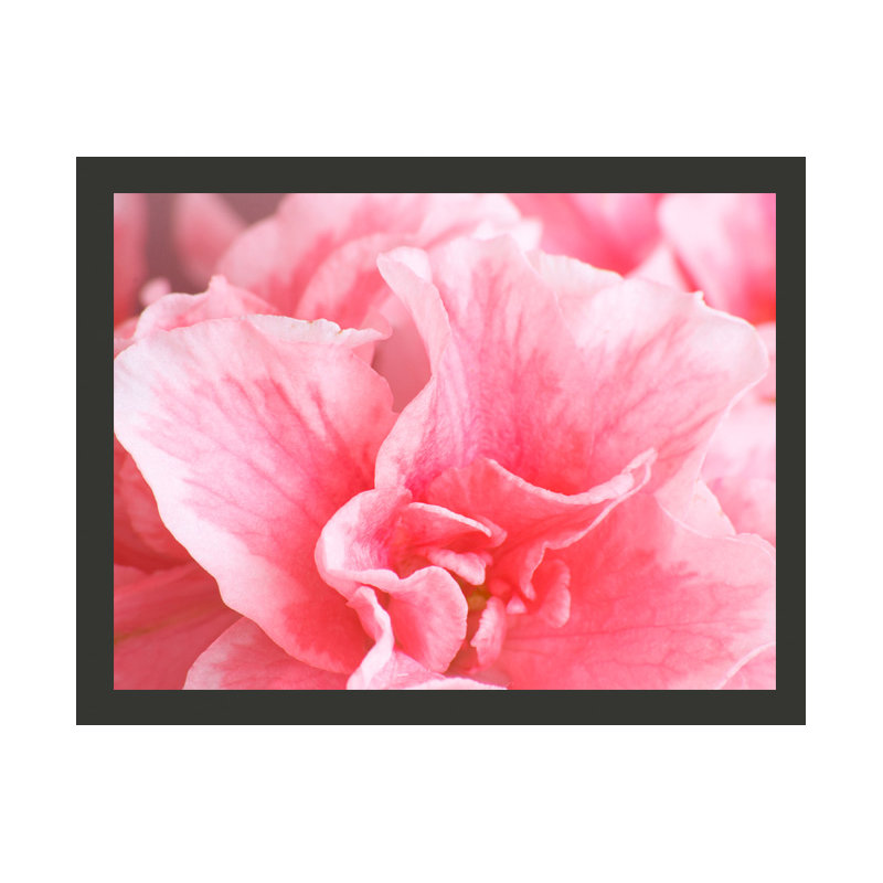 Pink Azalea Flower Wallpaper, 200 cm x 154 cm