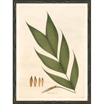 Palm Fronds Giclee Print
