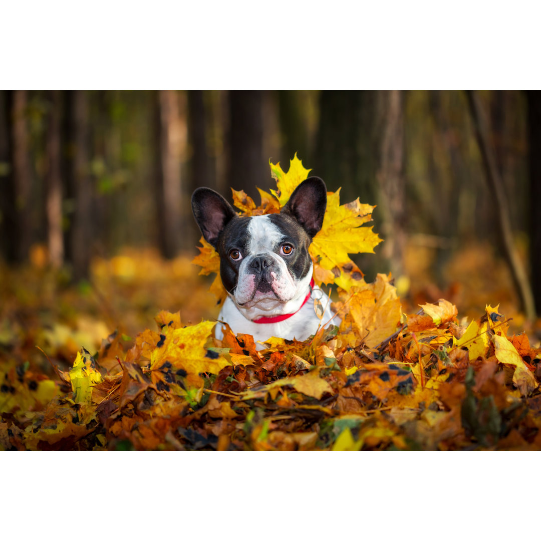 French Bulldog by Patryk_Kosmider - Wrapped Canvas Photograph