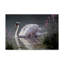 «Summer Idyll Mute Swan» par Berrien, impression sur toile tendue-27653401