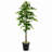 72" Artificial Ficus Tree in Basket