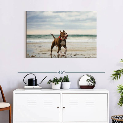 Brampt Pit Bull On Beach