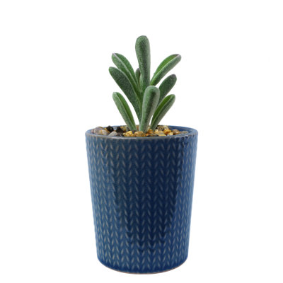 Annistin 17cm Plant