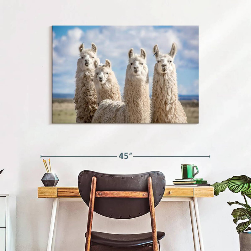 Fluffy White Llamas, 26" H x 39" W
