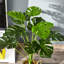 85cm Faux Foliage Plant in Cement Pot