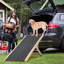 Échelle d'escalade pliante portative en bois pour animaux de compagnie