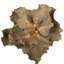 14'' Plant