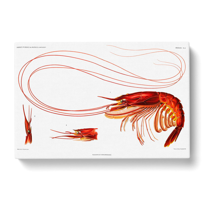 Shrimp Illustration by Albert I - Wrapped Canvas Painting Print, 50cm H x 76cm W x 3cm D