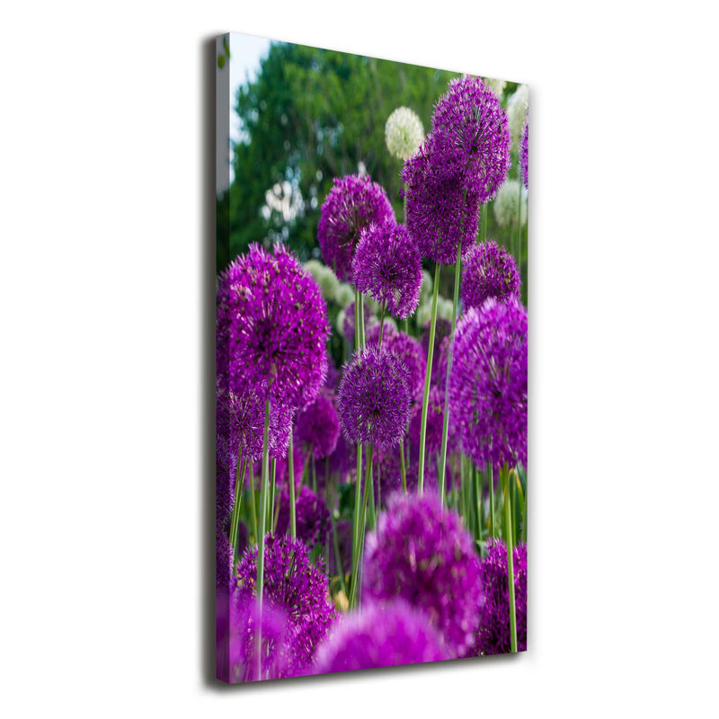 Garlic Flowers - Wrapped Canvas Print