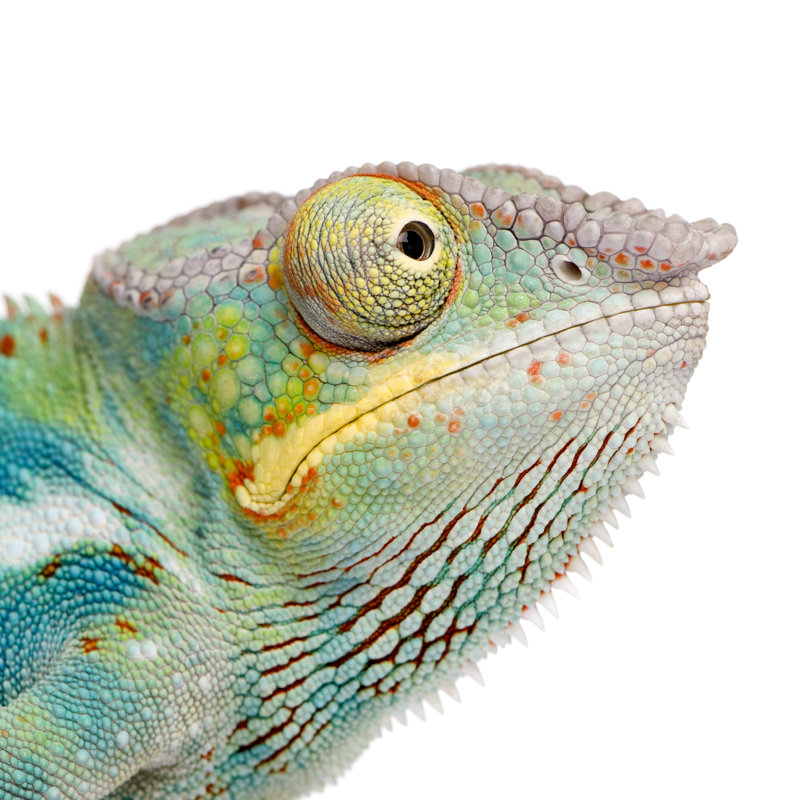 Young Panther Chameleon by GlobalP - Wrapped Canvas Print, 30cm H x 30cm W