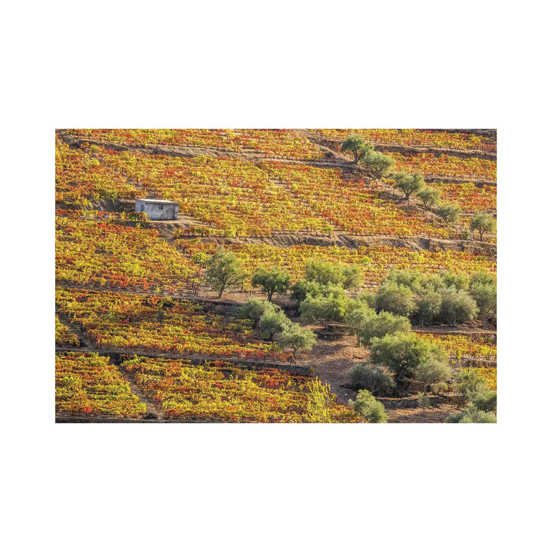 Autumn II, Vineyards On Terraced Hillsides Above The Douro River, Douro Valley, Portugal by Julie Eggers - Wrapped Canvas Print