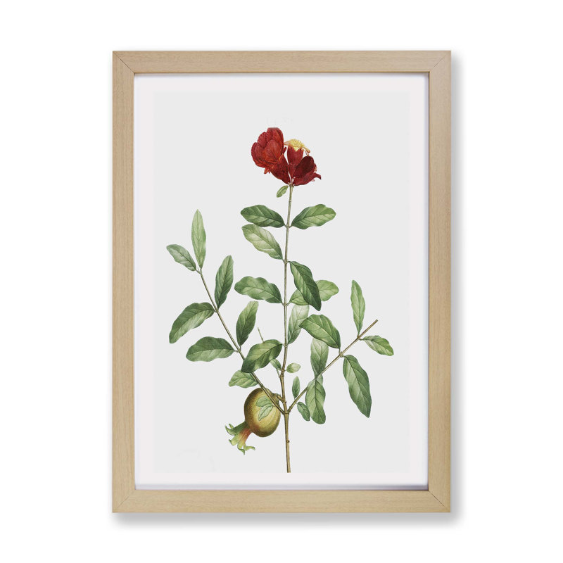 Pomegranate Tree Branch by Pierre-Joseph Redoute - Framed Print, 24cm H x 33cm W x 2cm D, Oak