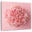 Œillet rose Arney-109221237