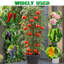 145cm H x 10cm W Plastic Arched