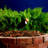 Chilcote Low Voltage Spotlight